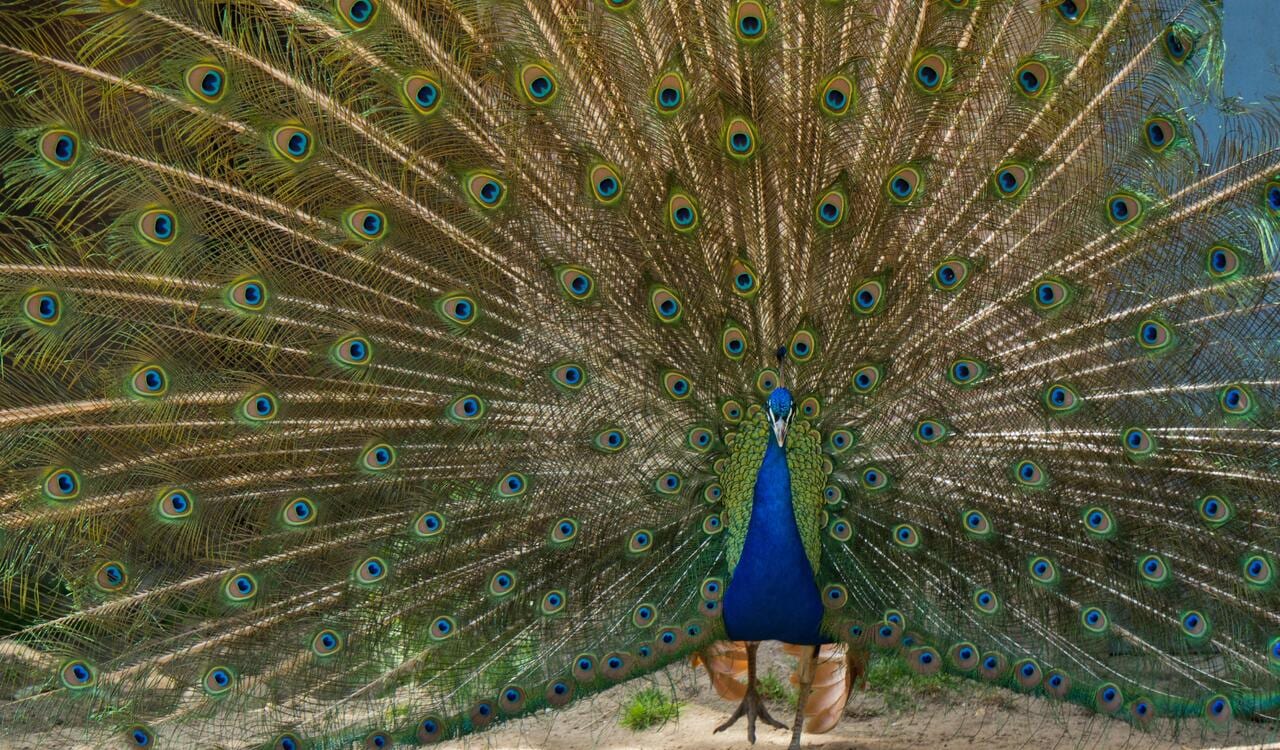 DierenPark Amersfoort in Amersfoort